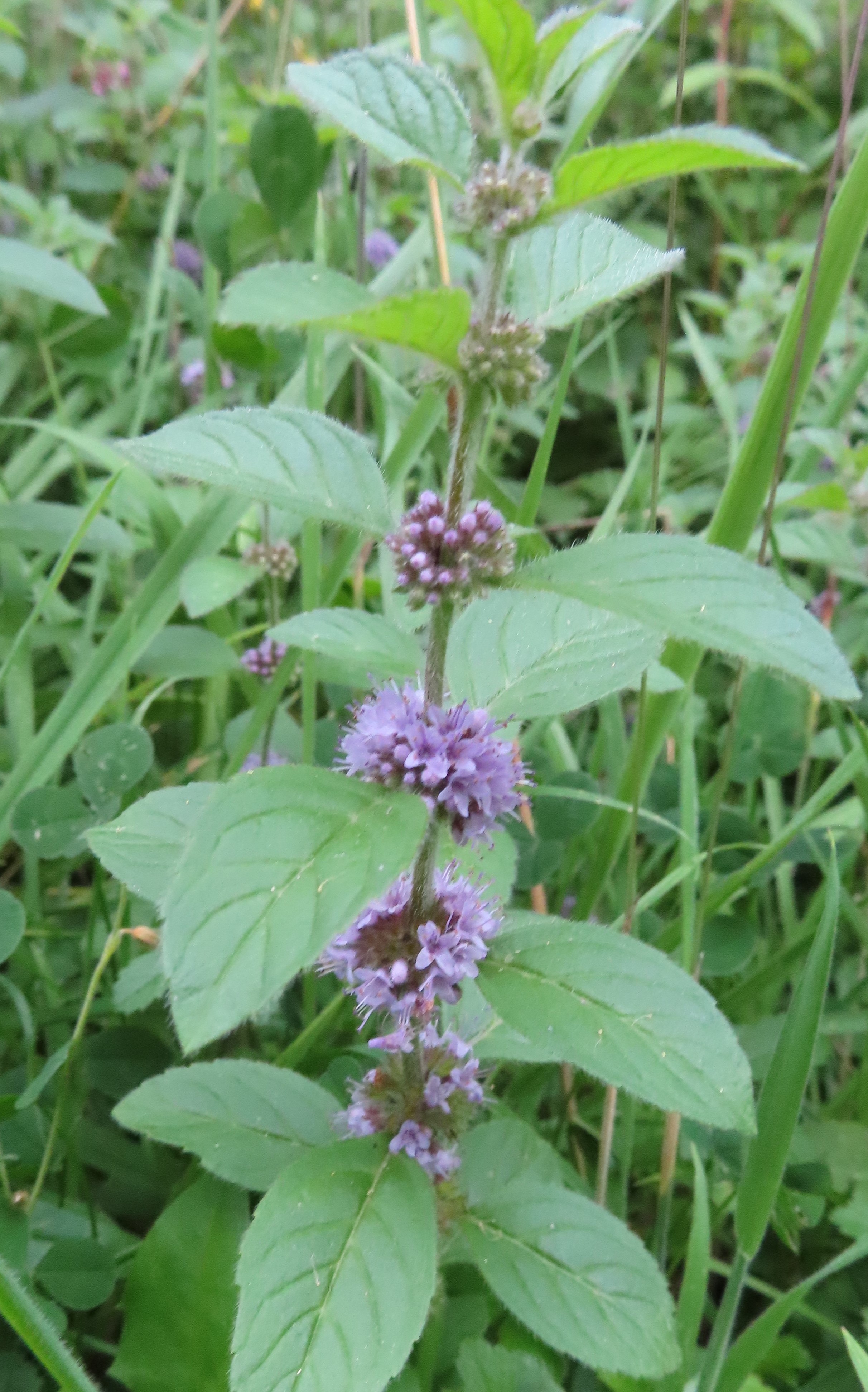 Wild Basil? NatureSpot